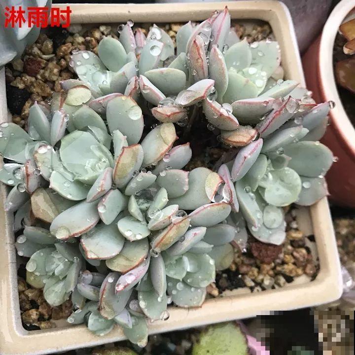 这6种花都有一个不能淋雨的习惯，长斑不说，整株都会烂掉！