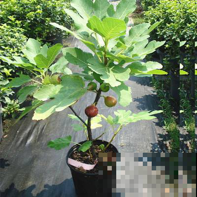 无花果结完果就不管了？明年别想有好果子吃，除非做到这几件事！