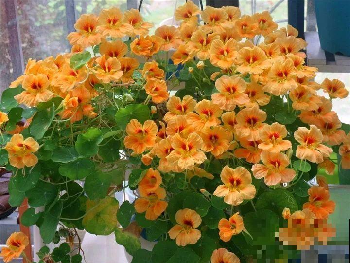 秋天养这30种花，能开200天，让你一次看个够！