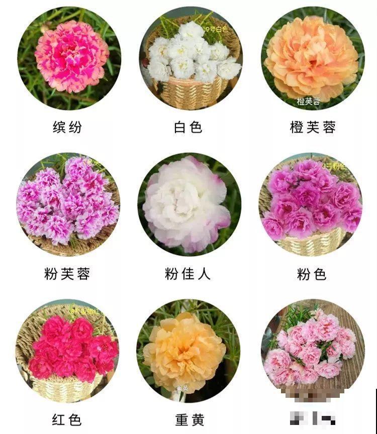 死不了的花，一开就是大半年，切碎扔土里就活！