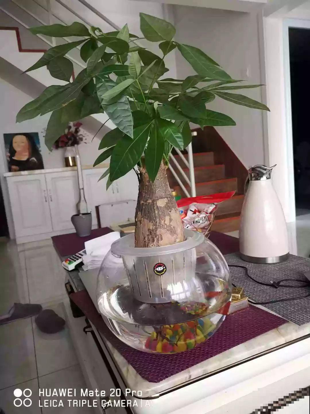 这12种花，夏天直接扔水里，蹭蹭长个开花拦不住！