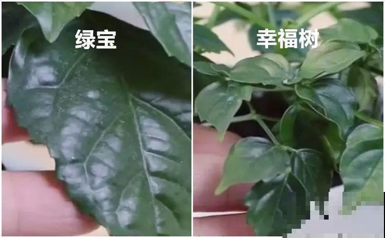 10种以假乱真的花，买花时睁大眼，免得被骗！