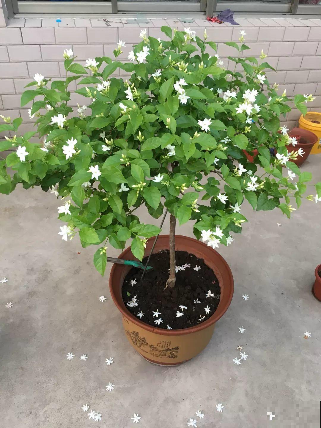 这花剪一茬开一茬，越晒花越多，整个夏天屋里都是香香的！