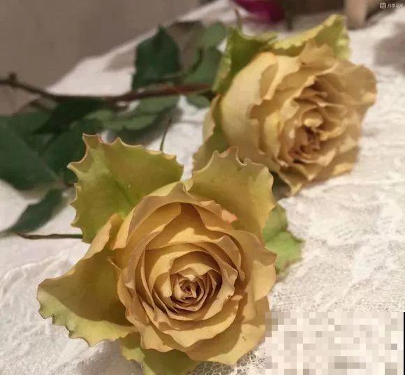 这花一年能开8个月，开完剪，剪完开，养花人都爱它！