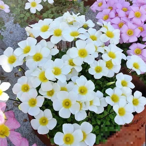 这花埋土里，不用剪就开爆，来年挖出来种球数翻10倍！