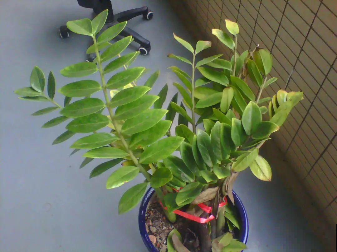 10种耐阴又好养的花，叶子油亮还茂盛，就是一个天然的净化器！