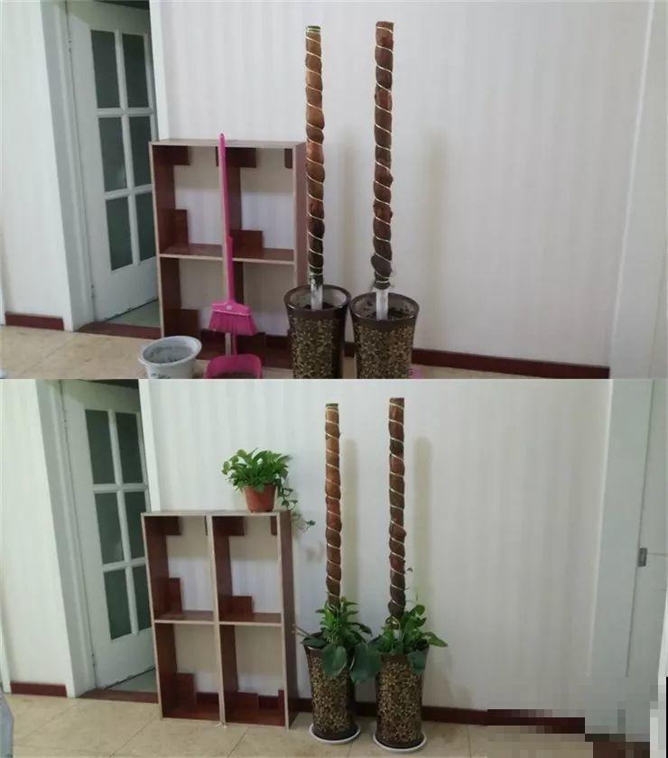 这8种花，拿棍子一绑凹个造型，身价嗖嗖往上翻！