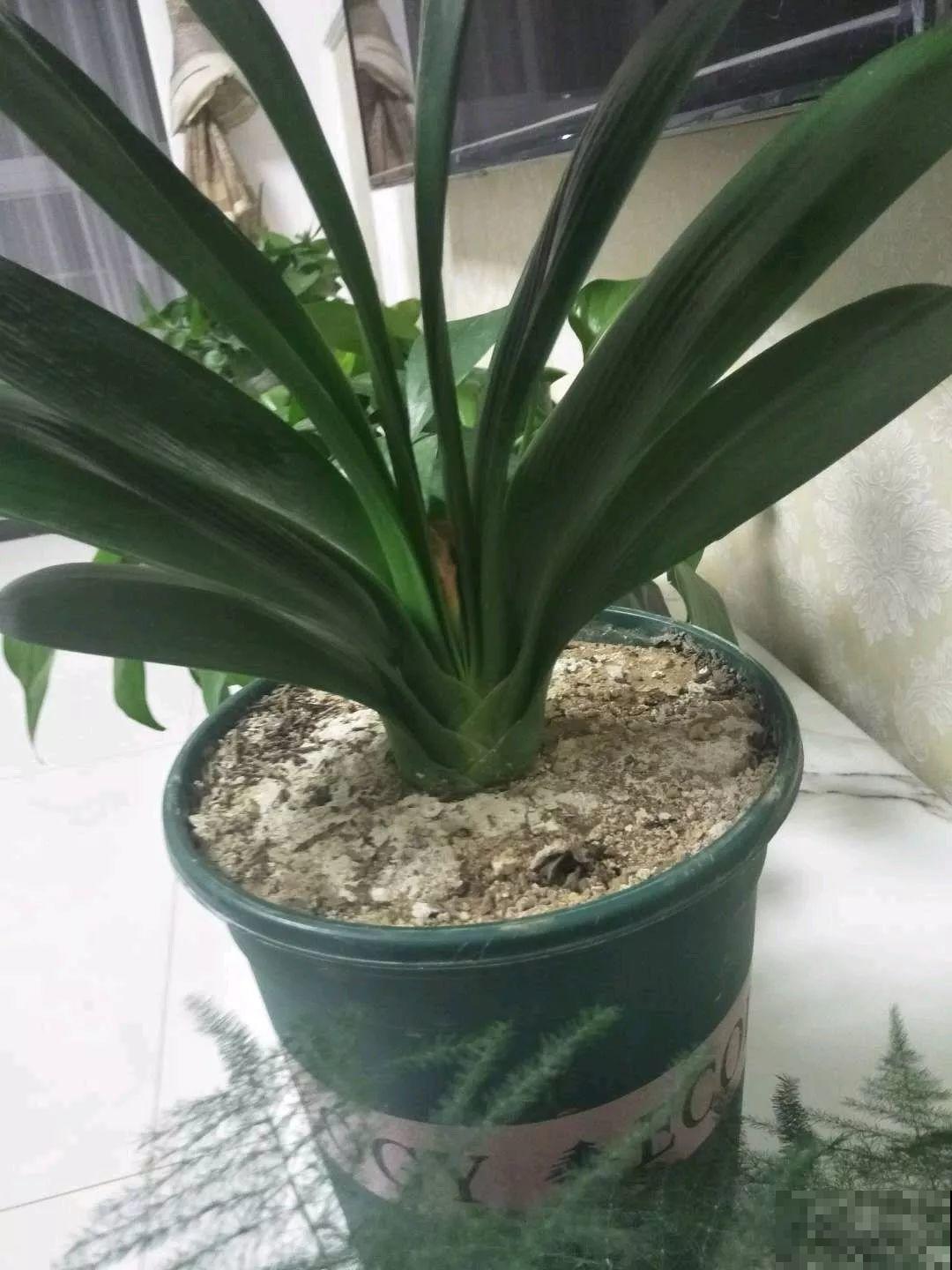 1把蚊香灰撒盆里，虫子全死光，花越长越壮！