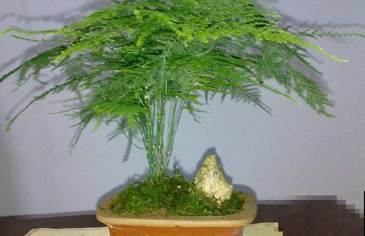 文竹一抖叶子全掉光咋整，立马用这养护方法，分分钟起死回生！