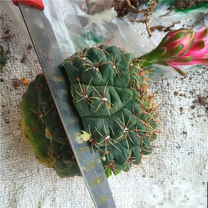 这6种花都有一个不能淋雨的习惯，长斑不说，整株都会烂掉！