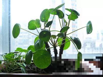 9种新晋网红绿植，摆家里提档次，邻居看了都眼馋！