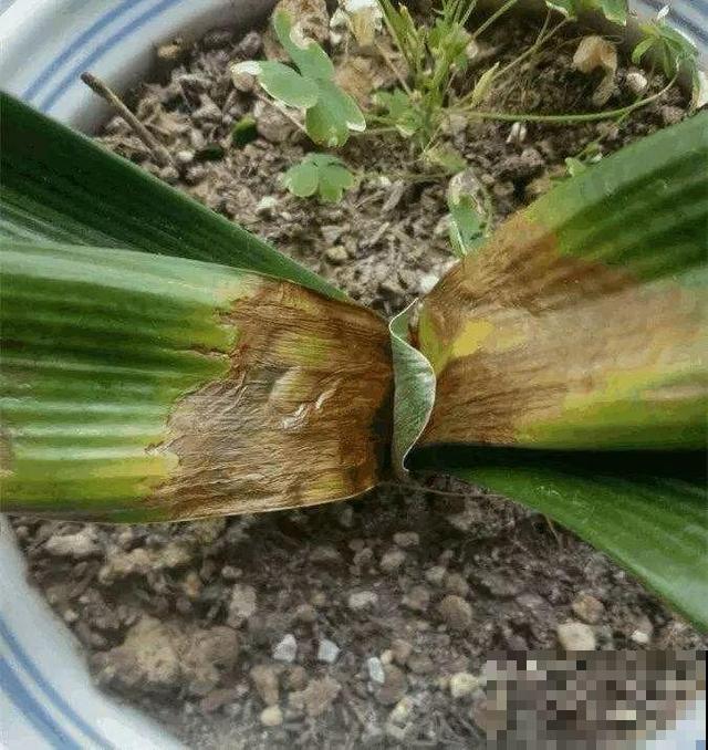 会休眠的12种花，想要安全度夏就别折腾，越浇水死的越快！