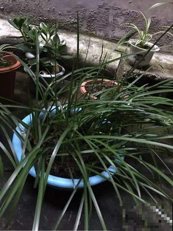 扔在门口的“韭菜”，竟然开出小百合，这花也太低调了！
