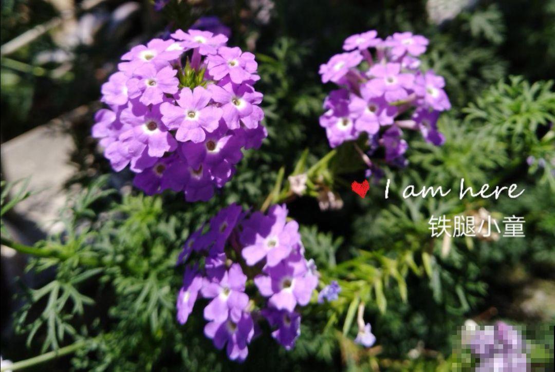 这花一年能开7个月，三伏天也挡不住爆盆，美翻了！