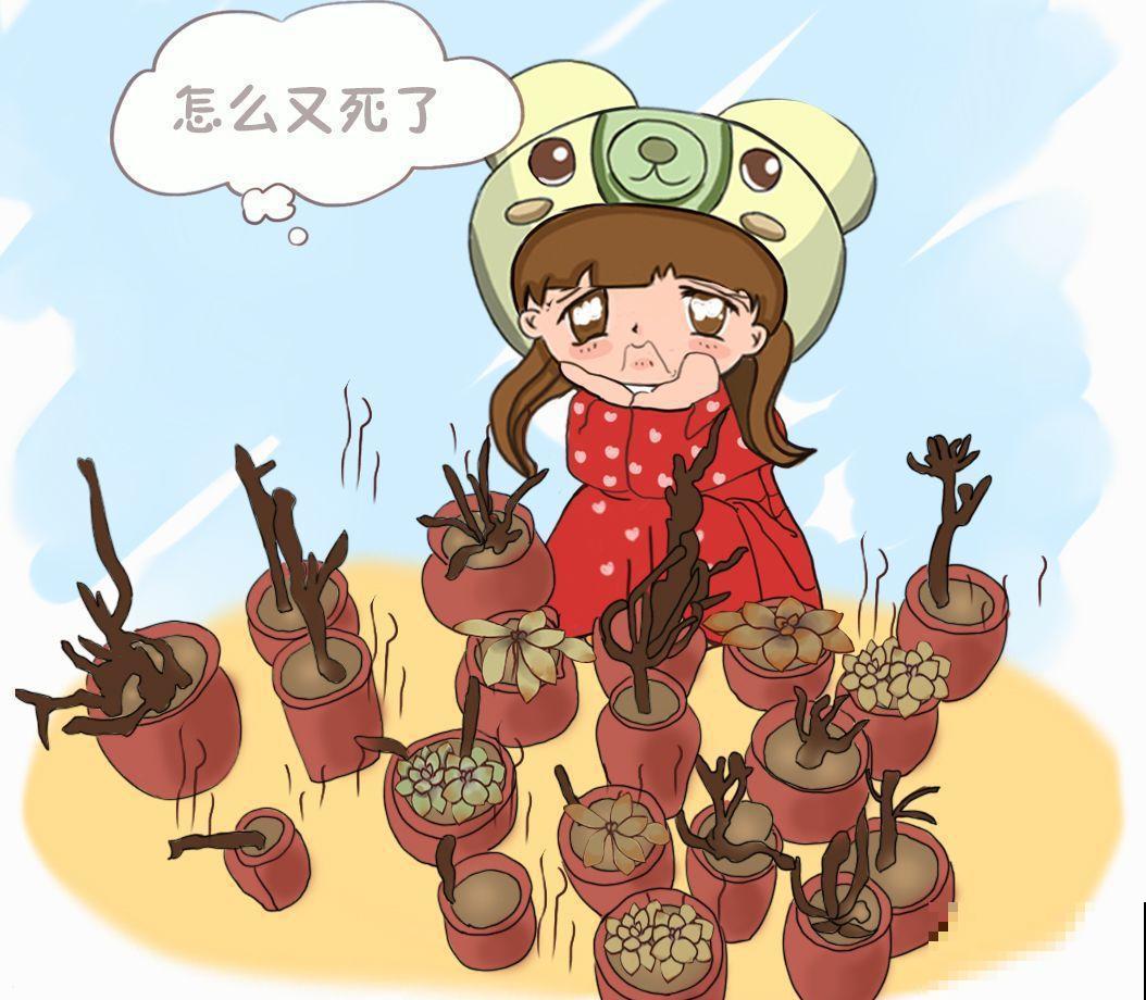 这5种多肉最难养，夏天还没过完就挂，新手慎入！