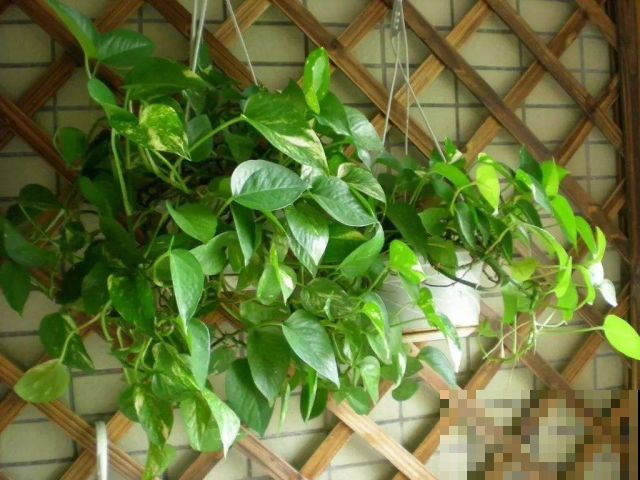 绿萝常见的两种养法，夏天做好这点，瀑布轻松养出来！