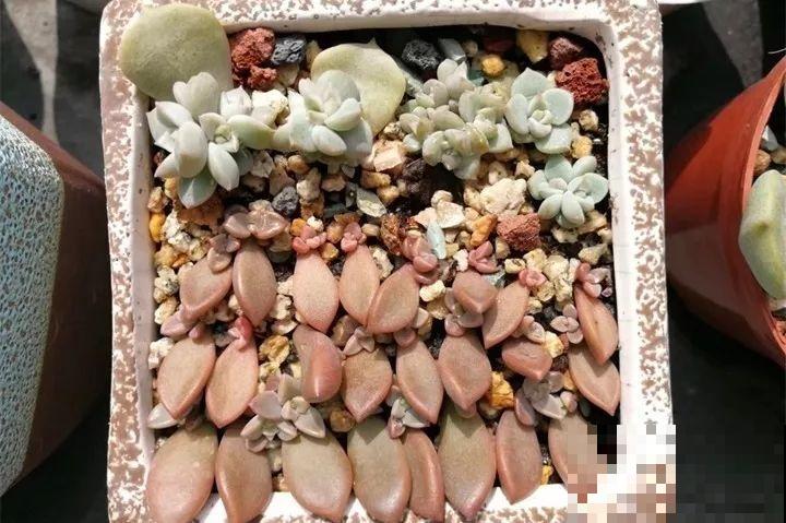 10种花扦插技巧，没事的时候插两盆，多到阳台都放不开！