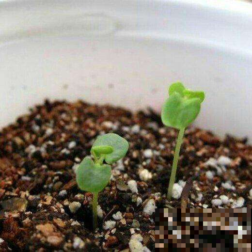 含羞草的结种季快来了，分分钟养出一堆豆荚，撒土里长出一大堆！