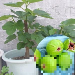 哪怕你是阳台杀手，无花果也特别容易种，结的果全是蜜！