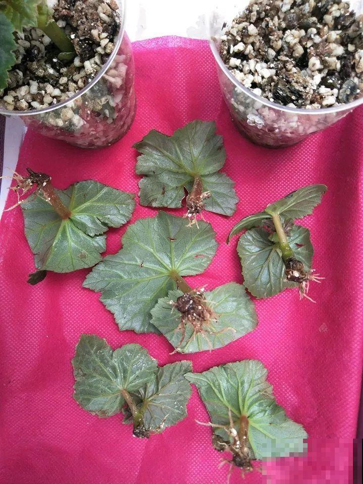 这10种花，年年收空盆，没点经验还真不敢养！