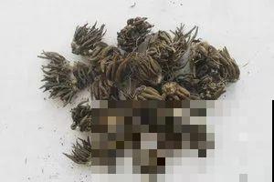 秋天说来就来，这花睡饱了一个夏天，是时候栽盆里了！