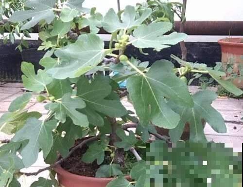 哪怕你是阳台杀手，无花果也特别容易种，结的果全是蜜！