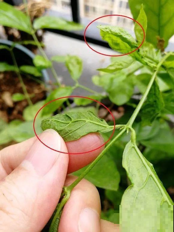 这花剪一茬开一茬，越晒花越多，整个夏天屋里都是香香的！