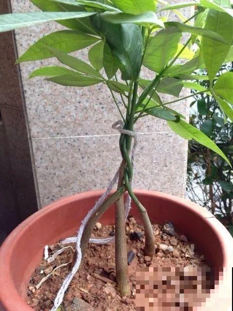 3种便宜花，被爷爷辫成辫子，颜值飙升秒变艺术品！