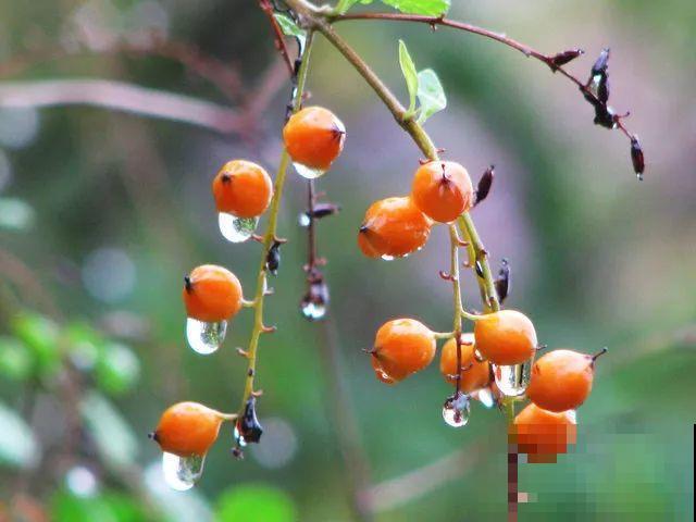 这花长得像大虾，看着就很有食欲，可在东北人这都是“苞米”！