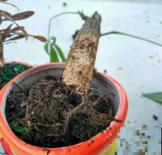 路边捡根烂树干，拖回家这么一弄，叶子比碧玉还油亮青翠！