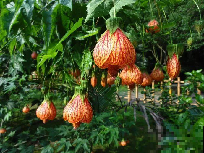 这花长得像大虾，看着就很有食欲，可在东北人这都是“苞米”！