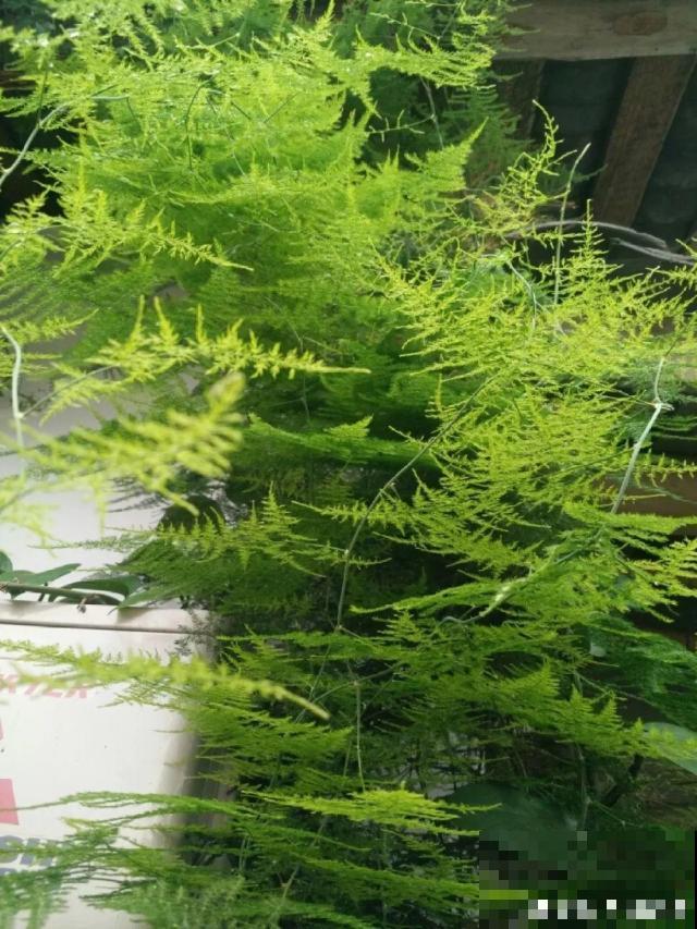 30种常见花的夏季浇水方法，告别烂根黄叶，养花无忧！