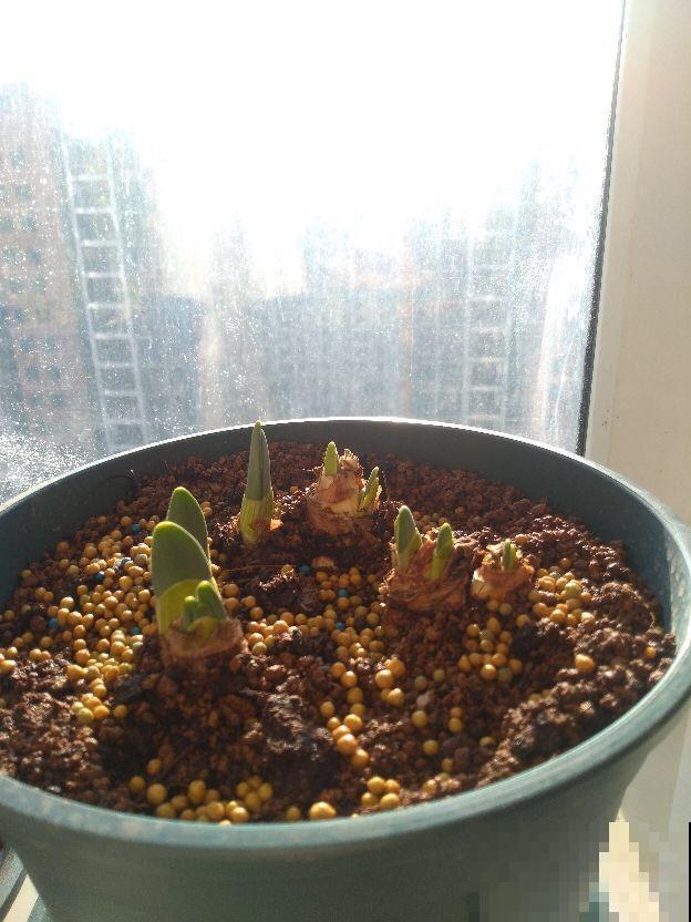 这种水仙颜色多开花大，年年复花，一颗能养好几年！