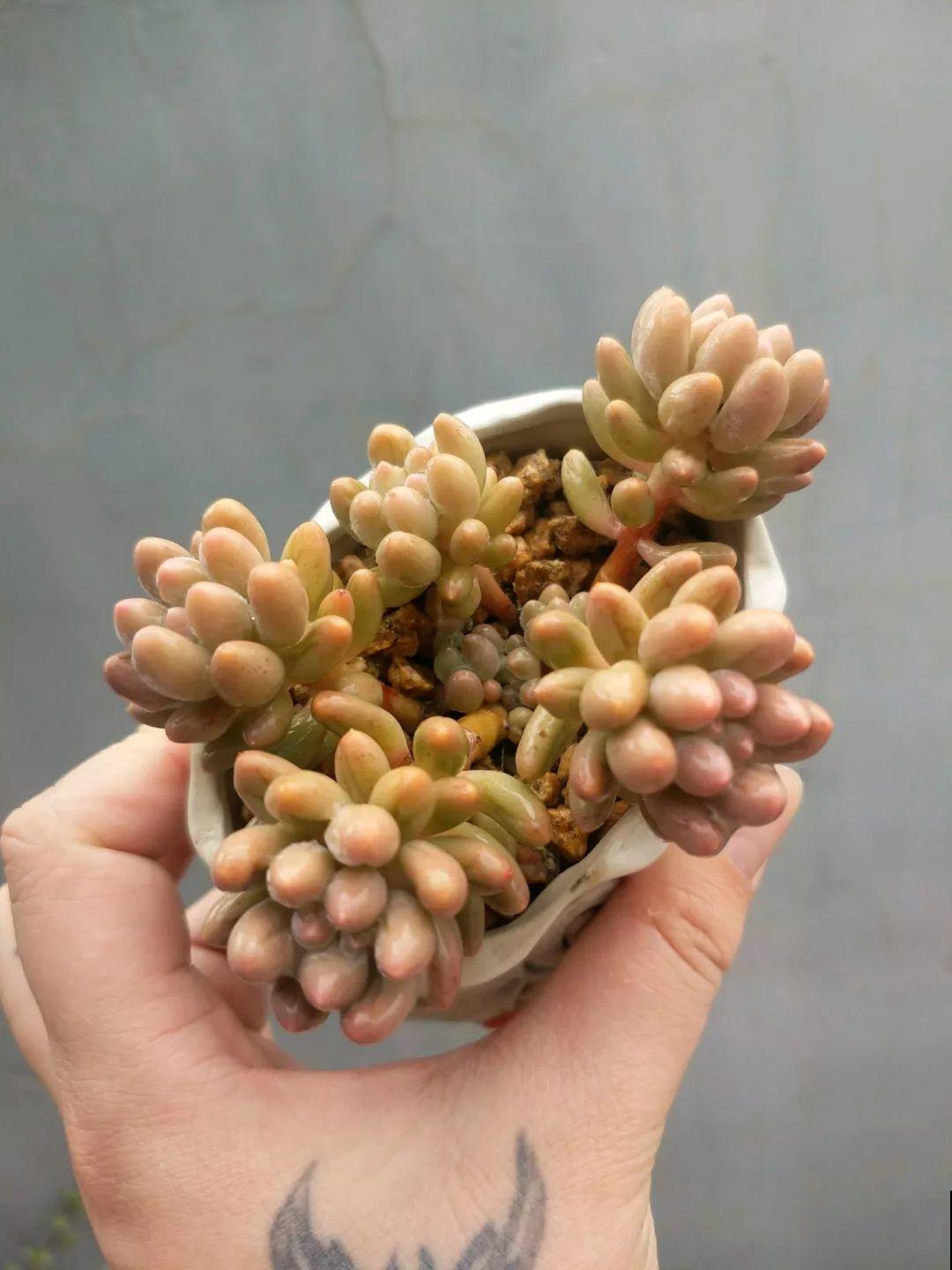 这5种多肉最难养，夏天还没过完就挂，新手慎入！