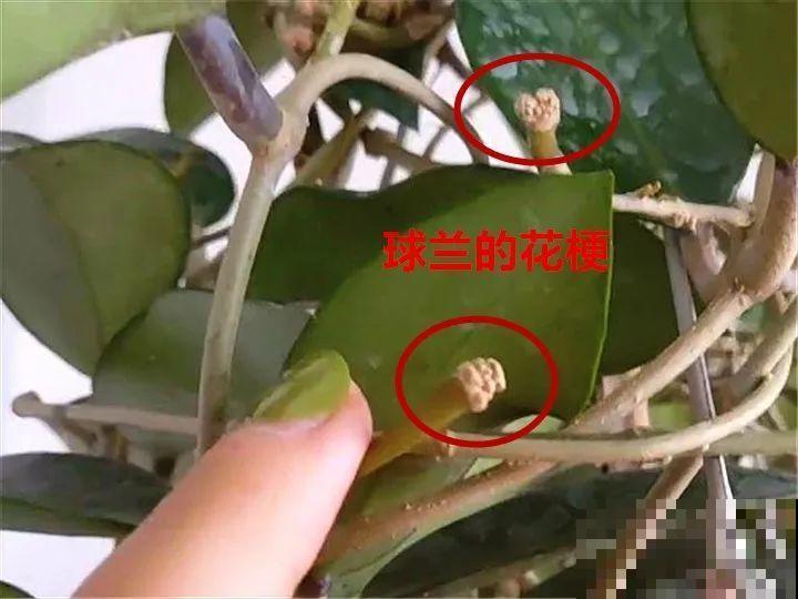 这花从春天到秋天，一茬接一茬，养在阳台美成一道风景线！