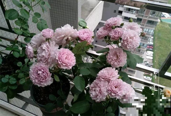 周末去这儿转一转，花和花盆随便捡，赚大发了！