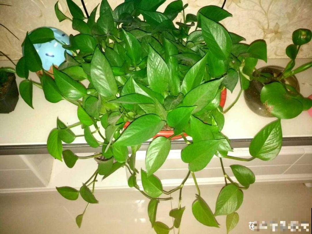 10种耐阴又好养的花，叶子油亮还茂盛，就是一个天然的净化器！