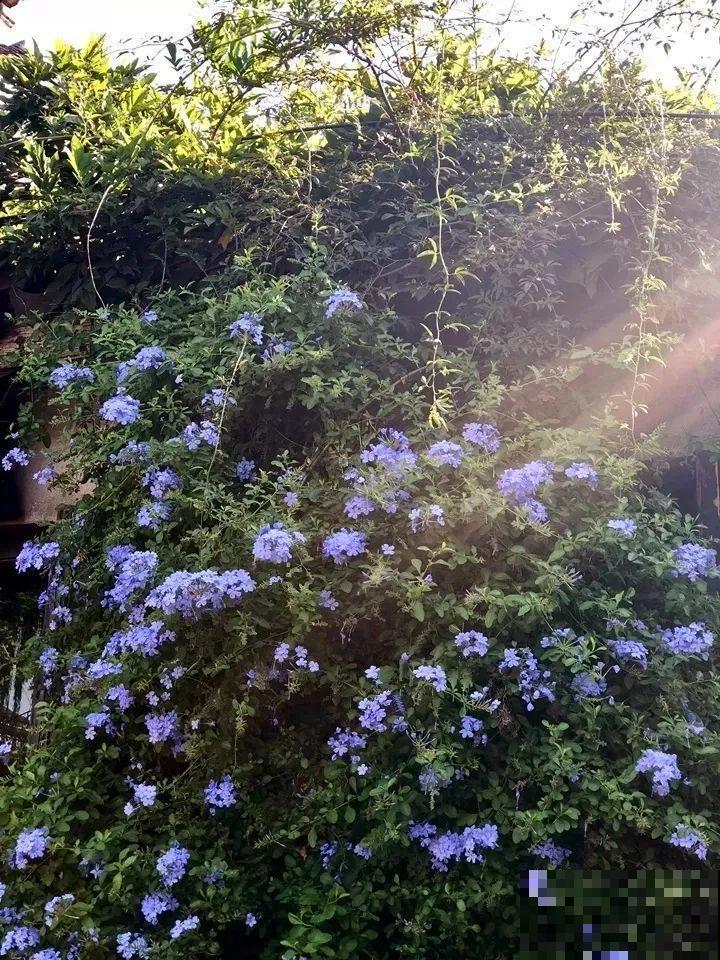 老了以后能干啥？有个小院种种花，悠闲自在！