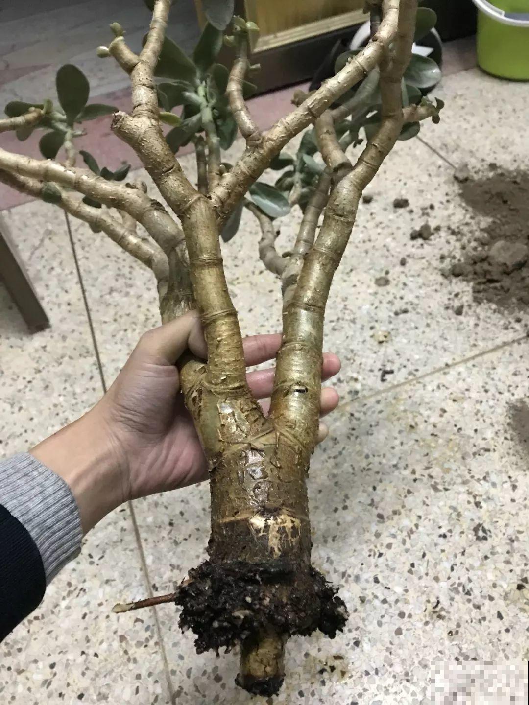 30种常见花的夏季浇水方法，告别烂根黄叶，养花无忧！