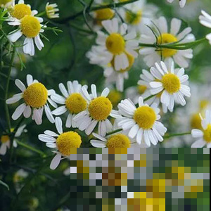 这花是清新之王，夏天养一盆神清气爽，还能放窗边驱蚊！