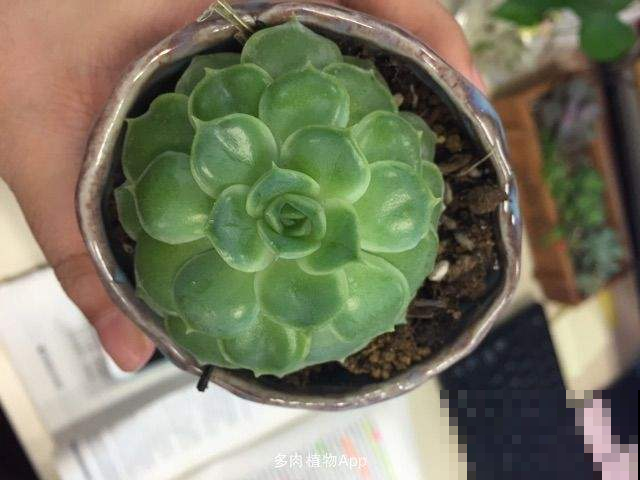多肉咋变成一张饼？原来是因为这原因，赶紧改正还有得救！
