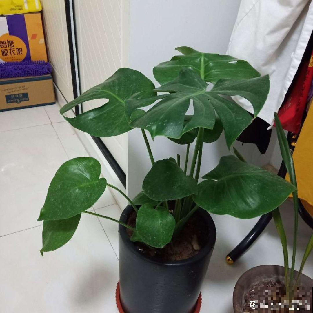 10种耐阴又好养的花，叶子油亮还茂盛，就是一个天然的净化器！