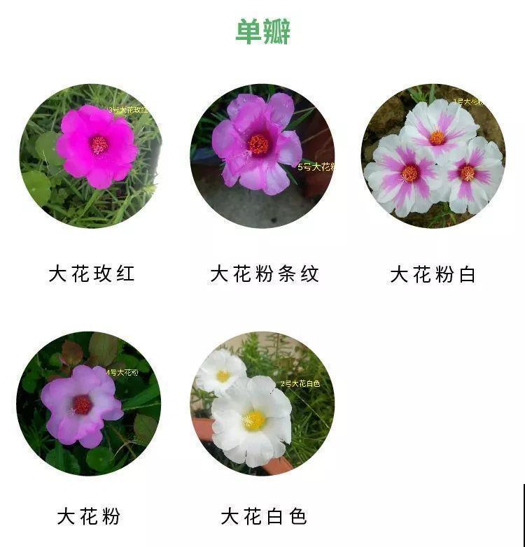死不了的花，一开就是大半年，切碎扔土里就活！