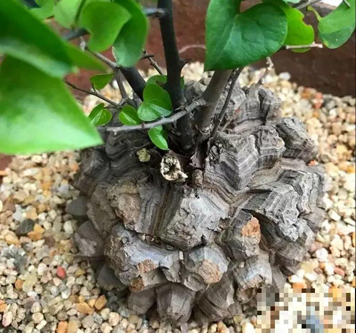 这花长得像个乌龟壳，没想到三个月爬满阳台，差点给扔了！