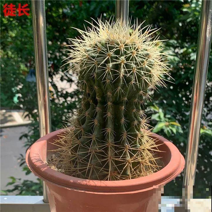 这6种花都有一个不能淋雨的习惯，长斑不说，整株都会烂掉！
