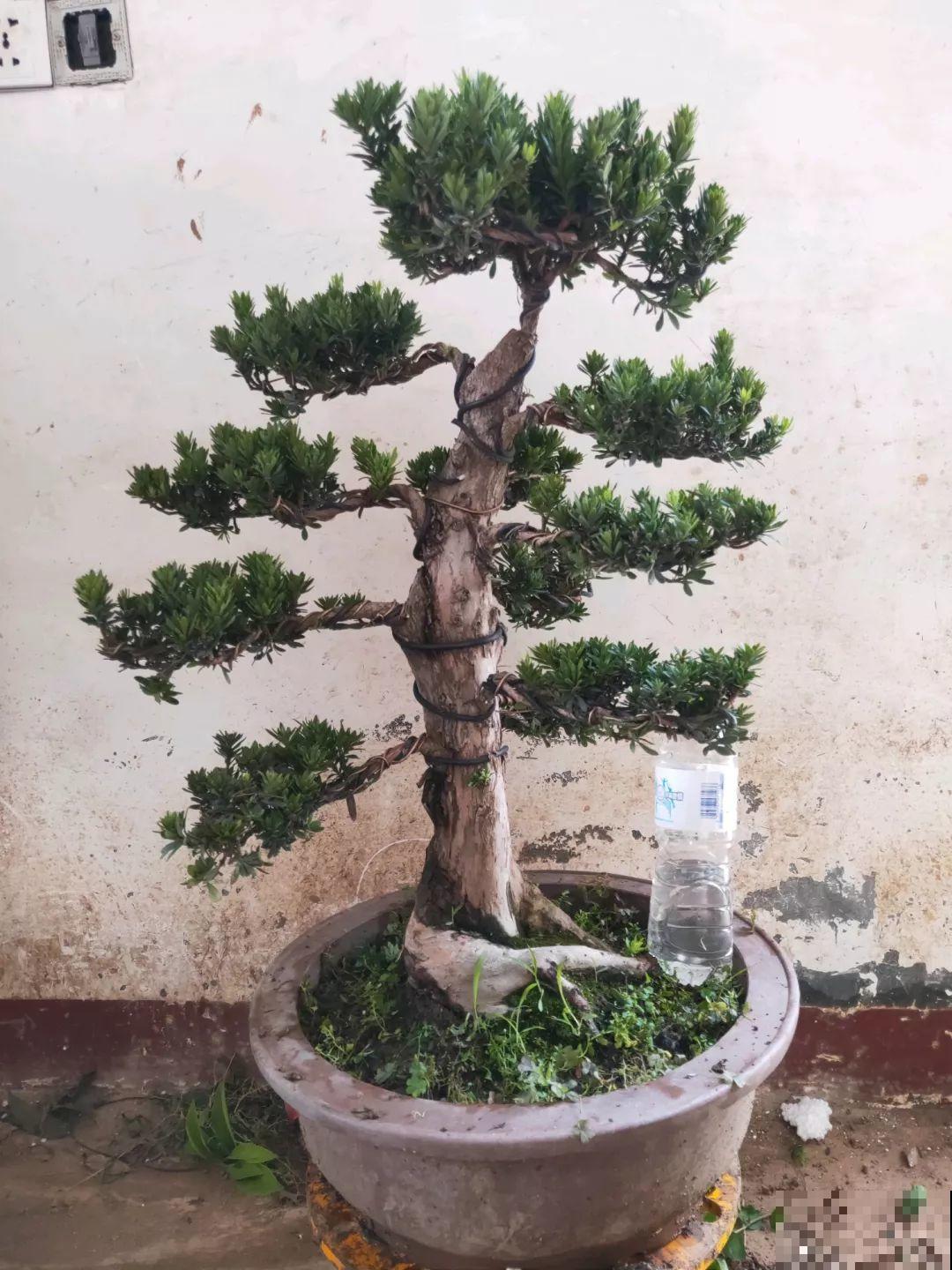 有院子的，就栽这8种树，夏天乘凉秋天摘果子吃！