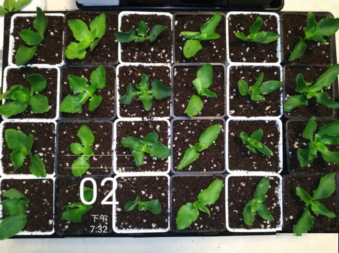 入秋就养这种花，剪一刀满头冒花苞，一开大半年！
