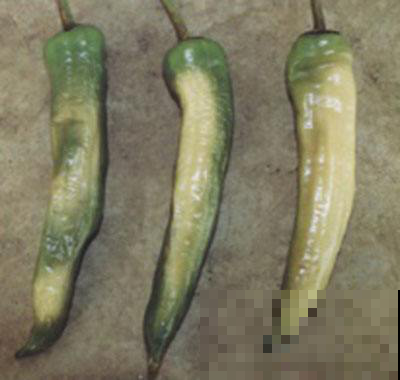 阳台辣椒收获季，却发现全烂光该咋整，只要一招就解决！