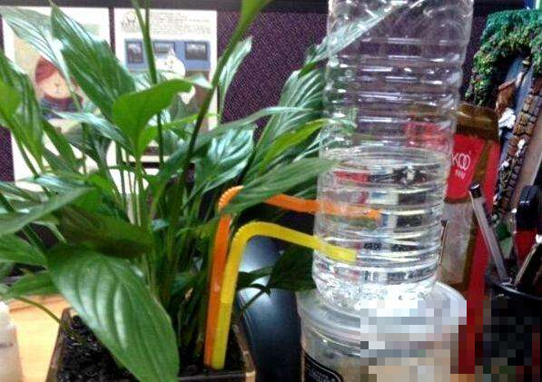 给花安个浇水神器，放心出门度假，再也不怕缺水萎蔫了！