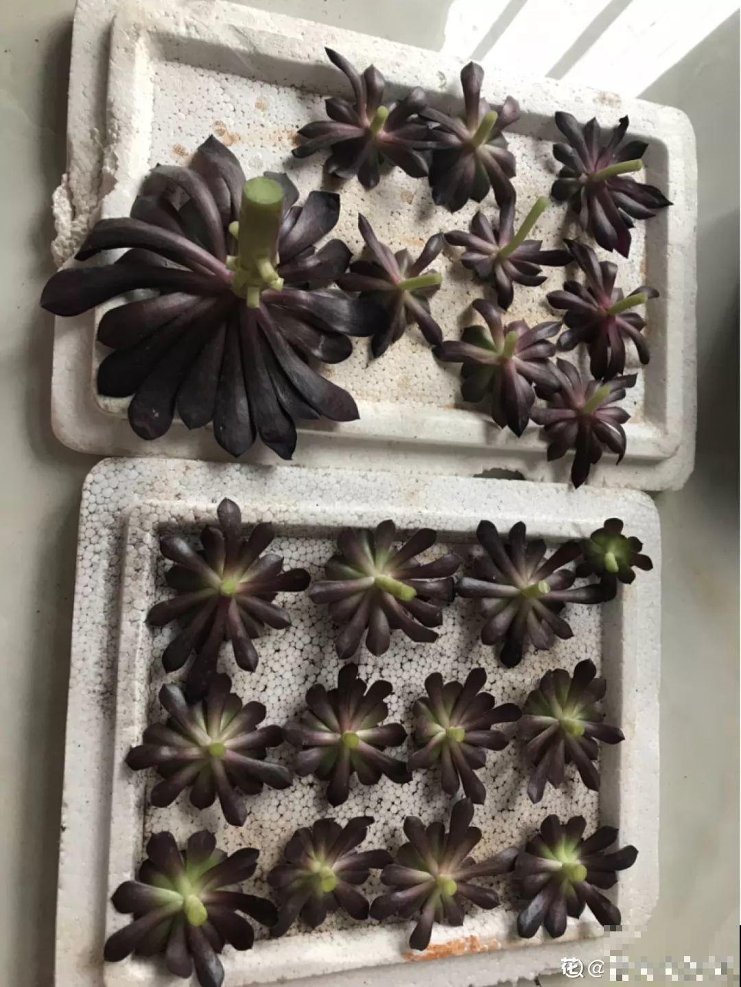 多肉秋天砍一刀，密密麻麻冒侧芽，一个月就挤爆盆！